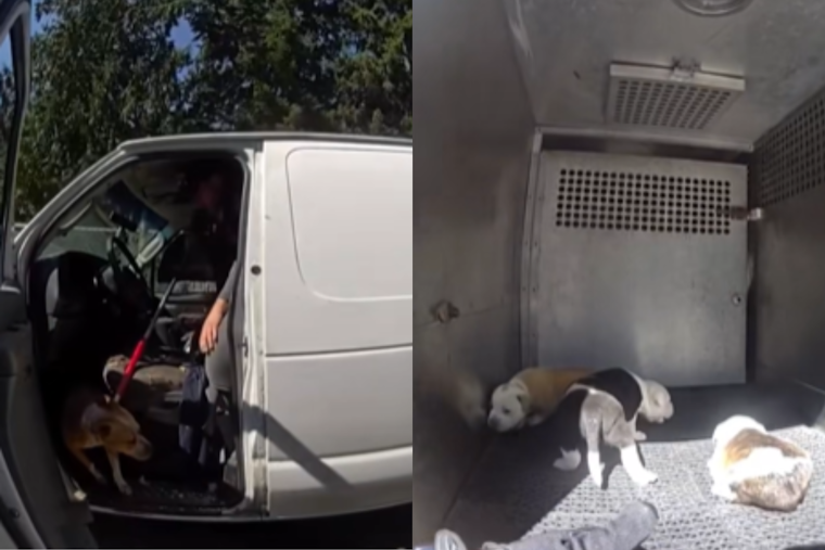 Pierce County Bystanders Rush In To Save Seven Dogs From Searing Hot Van