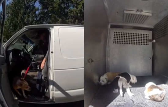 Pierce County Bystanders Rush In To Save Seven Dogs From Searing Hot Van
