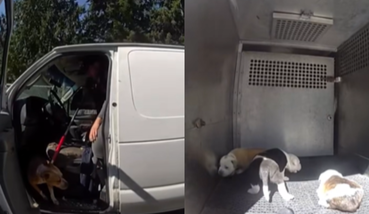 Pierce County Bystanders Rush In To Save Seven Dogs From Searing Hot Van