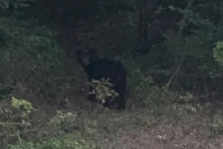 Pierce Township On Paws Alert As Black Bear Roams Kipling Crossing
