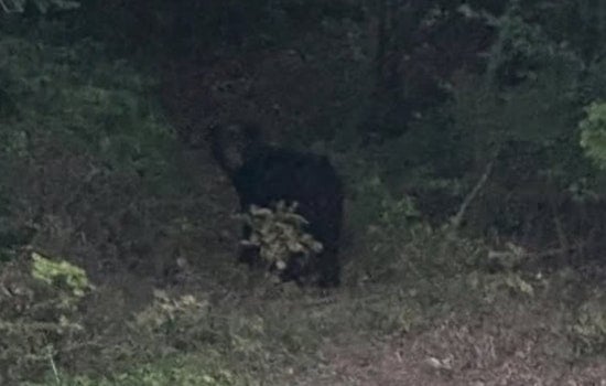 Pierce Township On Paws Alert As Black Bear Roams Kipling Crossing