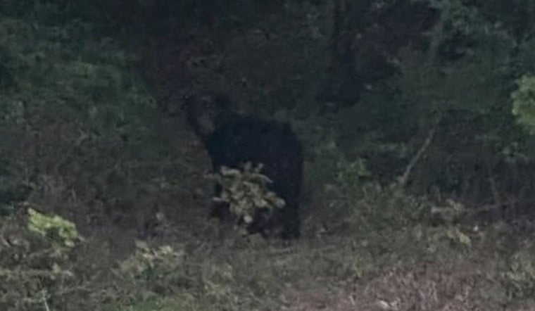 Pierce Township On Paws Alert As Black Bear Roams Kipling Crossing