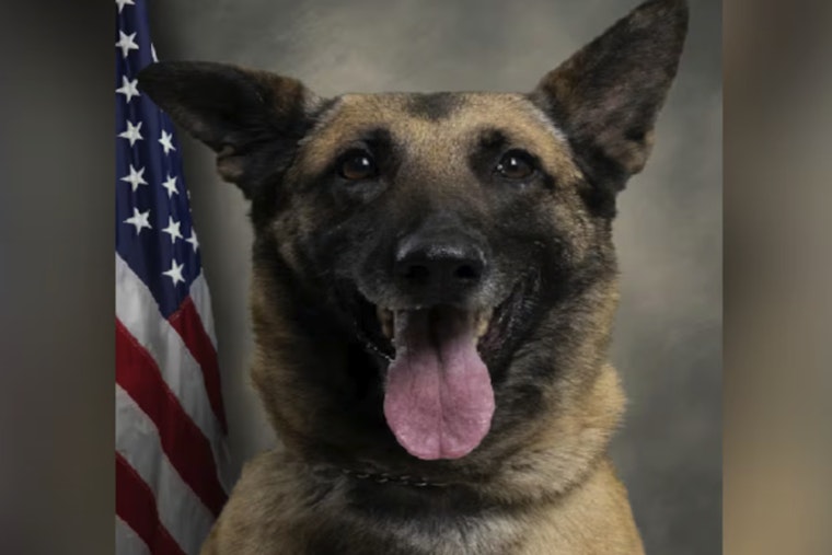 Pitt County K-9 Chilli Dies In Scorching Patrol Car Tragedy