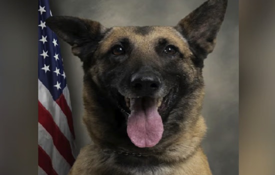 Pitt County K-9 Chilli Dies In Scorching Patrol Car Tragedy