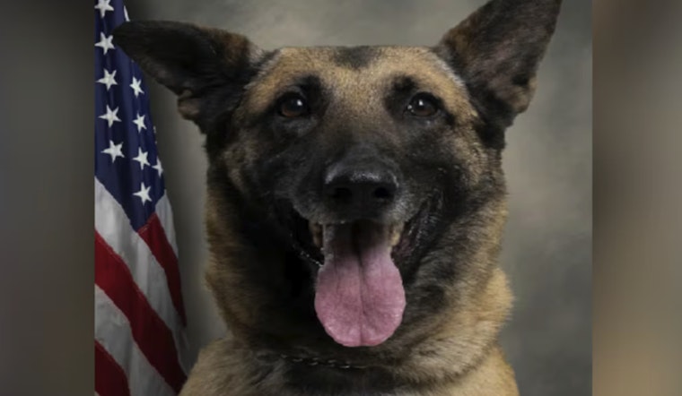 Pitt County K-9 Chilli Dies In Scorching Patrol Car Tragedy