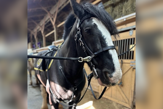 Pittsburgh Heartbroken As Mounted Unit’s Gentle Giant Spirit Is Put Down