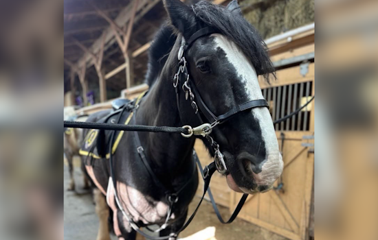 Pittsburgh Heartbroken As Mounted Unit’s Gentle Giant Spirit Is Put Down