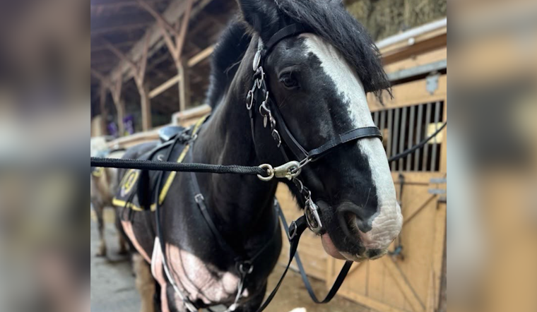 Pittsburgh Heartbroken As Mounted Unit’s Gentle Giant Spirit Is Put Down