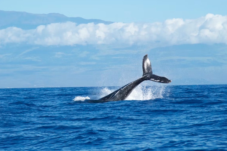 Salish Sea Darling Pop Tart Beats the Trap in Cross-Border Whale Rescue