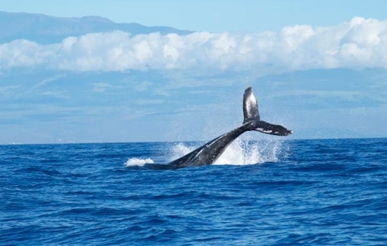 Salish Sea Darling Pop Tart Beats the Trap in Cross-Border Whale Rescue