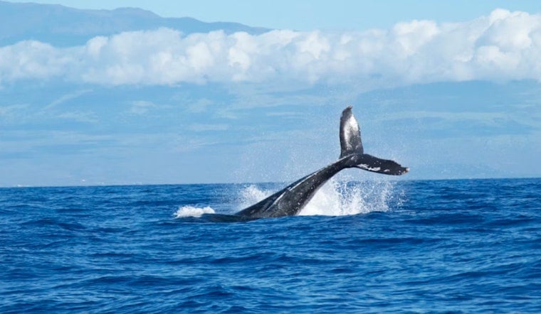 Salish Sea Darling Pop Tart Beats the Trap in Cross-Border Whale Rescue