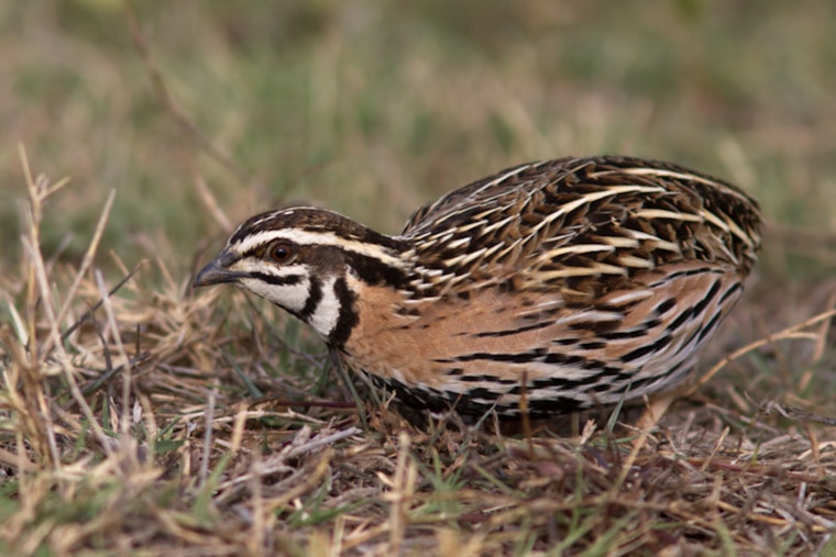 Port Washington Unleashes 100 Tick-Munching Quail on Harbor Trail