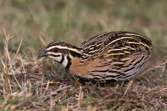 Port Washington Unleashes 100 Tick-Munching Quail on Harbor Trail