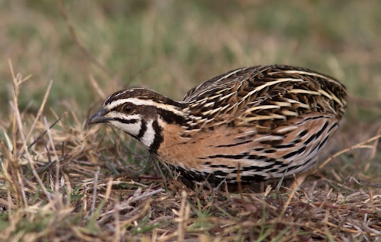 Port Washington Unleashes 100 Tick-Munching Quail on Harbor Trail