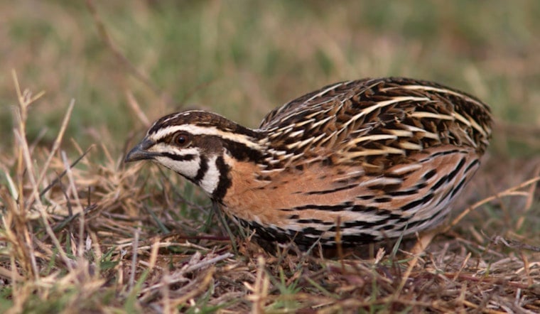 Port Washington Unleashes 100 Tick-Munching Quail on Harbor Trail