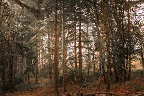 Portland Cuts Quiet Deal As PGE Fells Forest Park Trees, Critics Erupt