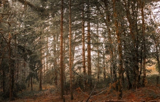 Portland Cuts Quiet Deal As PGE Fells Forest Park Trees, Critics Erupt