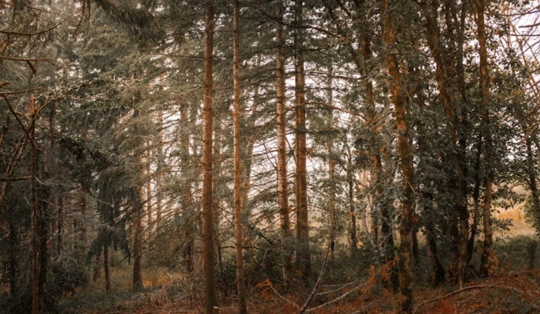 Portland Cuts Quiet Deal As PGE Fells Forest Park Trees, Critics Erupt