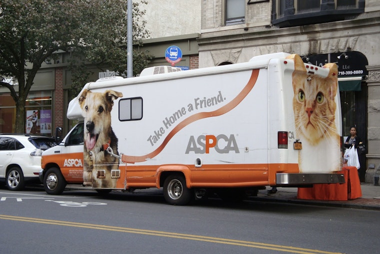 Queens Pups Dragged Behind Car Bounce Back And Hunt For Forever Homes