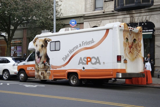 Queens Pups Dragged Behind Car Bounce Back And Hunt For Forever Homes