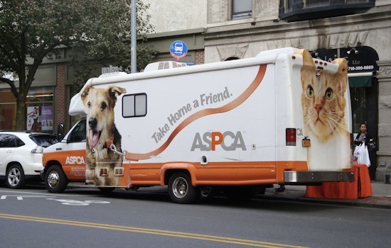 Queens Pups Dragged Behind Car Bounce Back And Hunt For Forever Homes