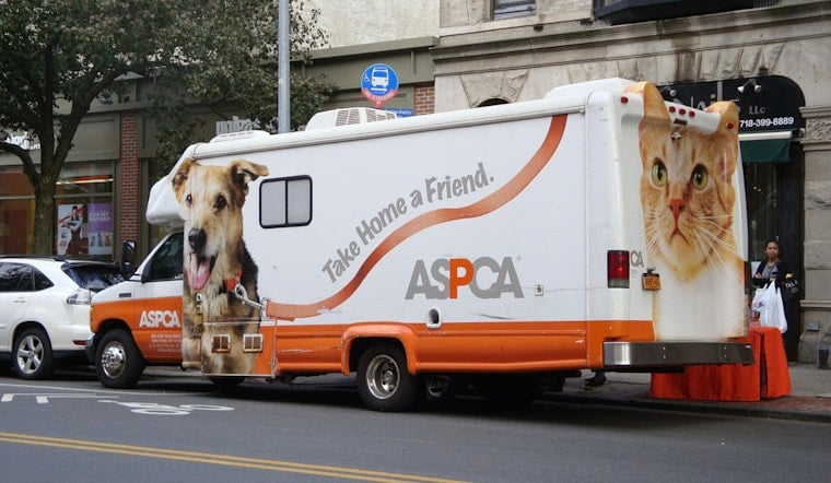 Queens Pups Dragged Behind Car Bounce Back And Hunt For Forever Homes