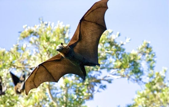 Rabid Bat Crashes 1 p.m. Meal at Vista's Yellow Deli