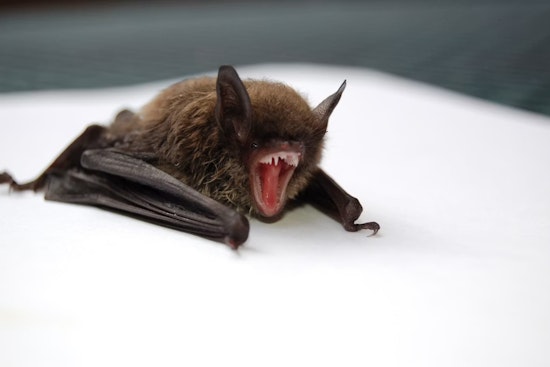 Rabid Bat Crashes Painesville Home, Puts Lake County on Edge