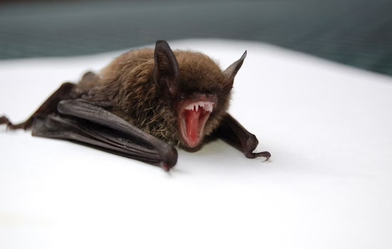 Rabid Bat Crashes Painesville Home, Puts Lake County on Edge