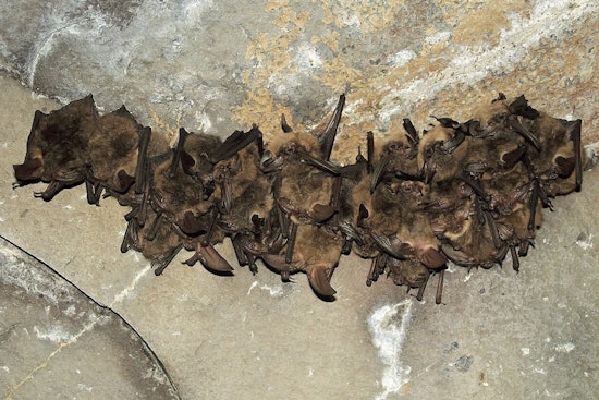 Rabid Bat Found Near Greenville’s North Main, One Person Exposed