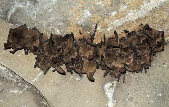Rabid Bat Found Near Greenville’s North Main, One Person Exposed