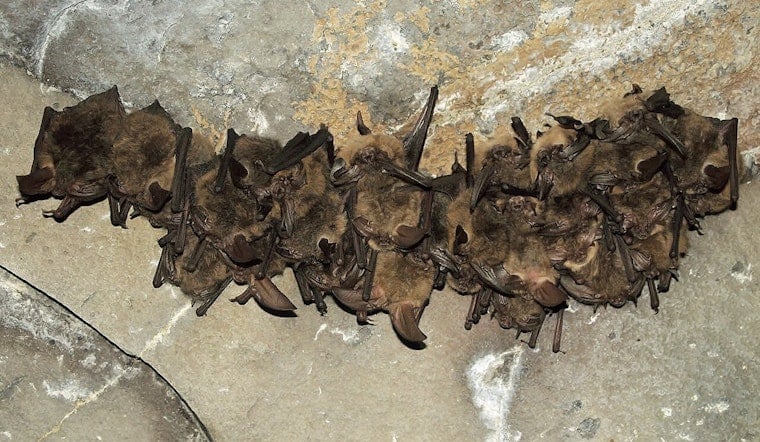 Rabid Bat Found Near Greenville’s North Main, One Person Exposed