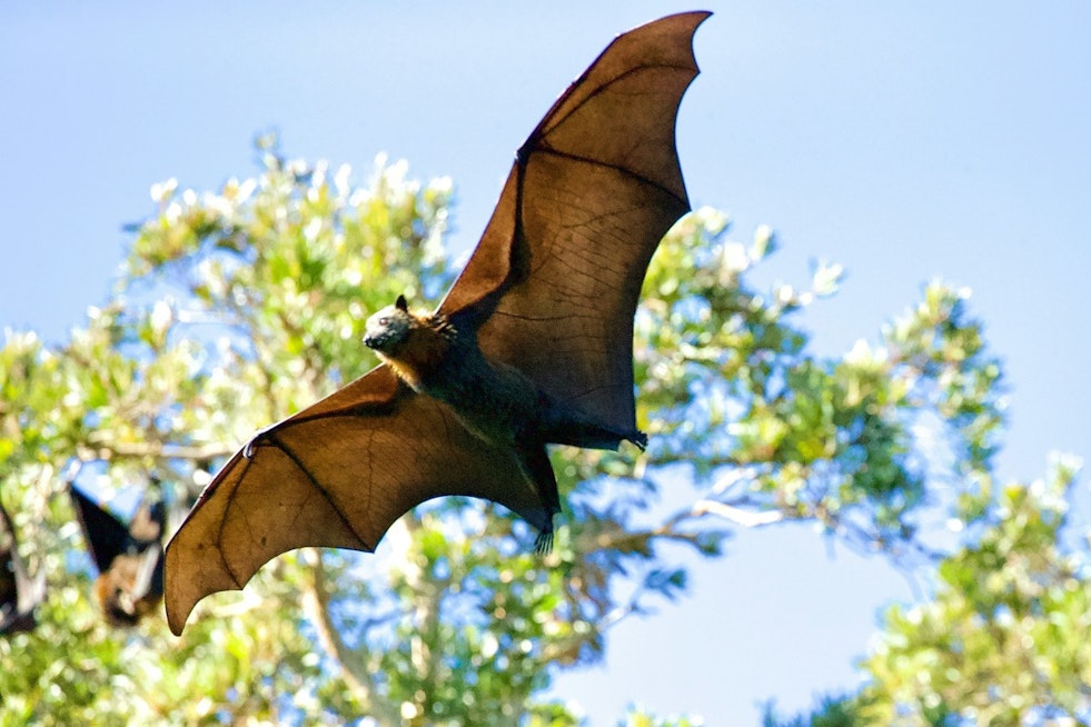 Rabid Bat Found Near Renton Playground, Health Officials Warn Visitors
