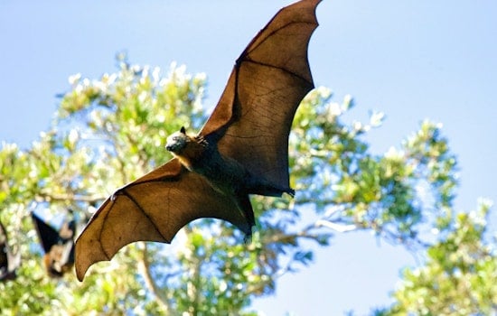 Rabid Bat Found Near Renton Playground, Health Officials Warn Visitors