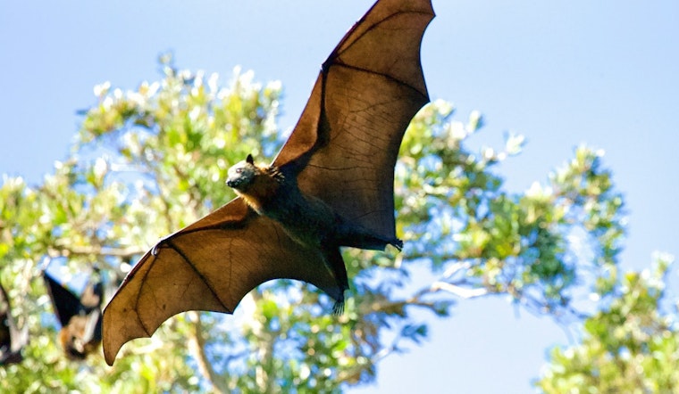 Rabid Bat Found Near Renton Playground, Health Officials Warn Visitors