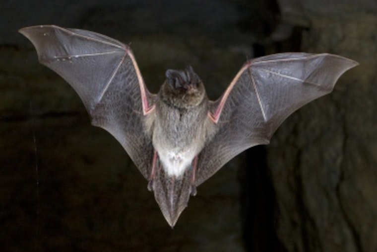 Rabid Bat Near Glencoe Backyards Has County Urging Pet Shots Now
