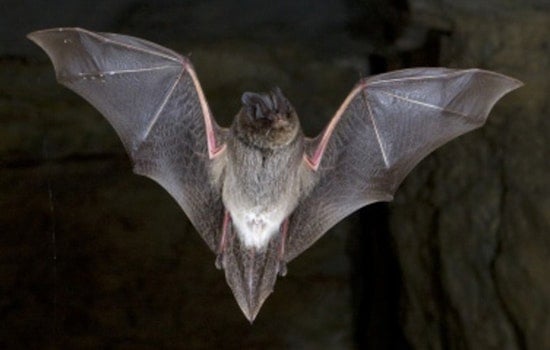 Rabid Bat Near Glencoe Backyards Has County Urging Pet Shots Now