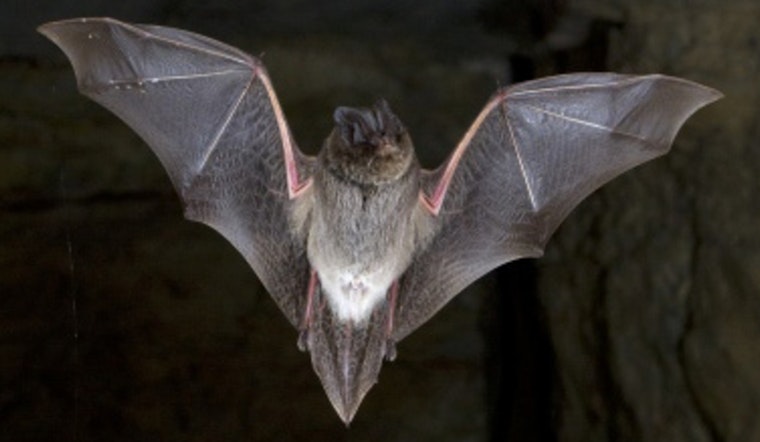 Rabid Bat Near Glencoe Backyards Has County Urging Pet Shots Now