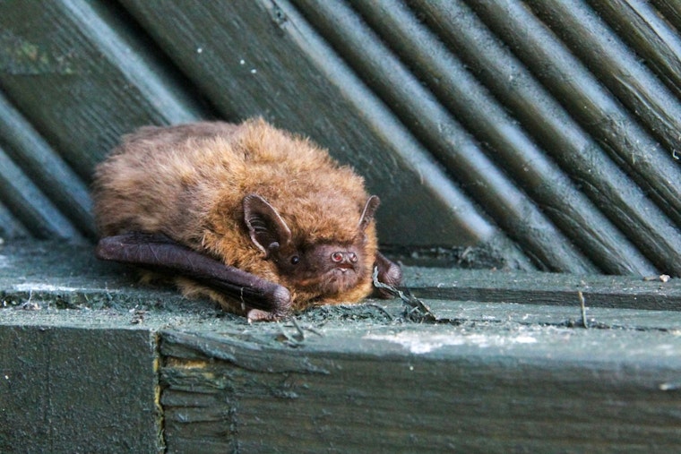 Rabid Bat on 'The Ave' Triggers UW Rabies Scare