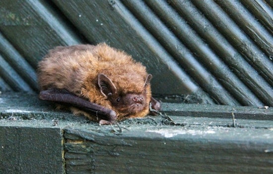 Rabid Bat on 'The Ave' Triggers UW Rabies Scare