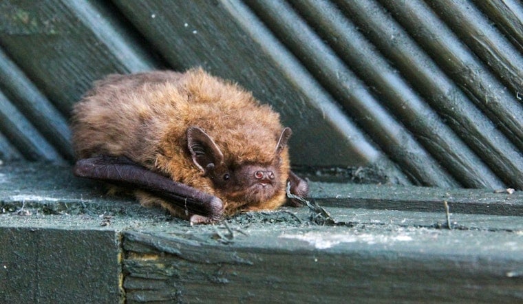Rabid Bat on 'The Ave' Triggers UW Rabies Scare