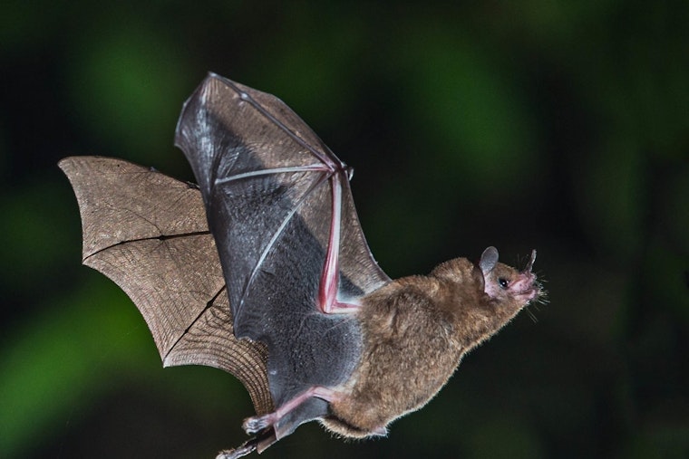 Rabid Bat Sinks Teeth Into Tigerton 6-Year-Old, Shawano County On Edge