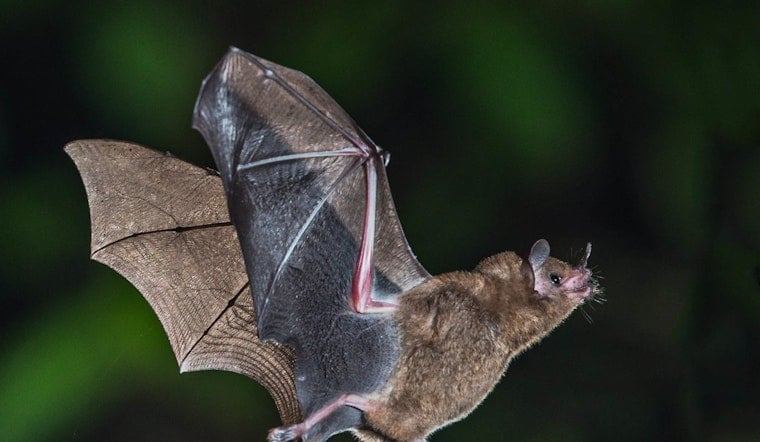 Rabid Bat Sinks Teeth Into Tigerton 6-Year-Old, Shawano County On Edge