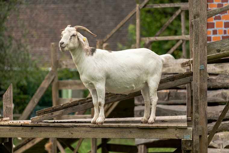 Rabid Clover Trail Goat Sends Four Scrambling For Shots