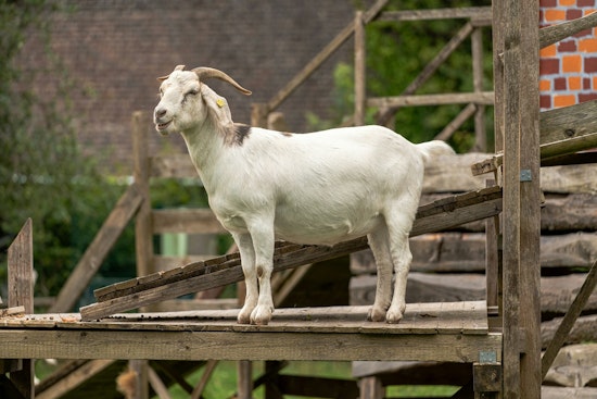 Rabid Clover Trail Goat Sends Four Scrambling For Shots
