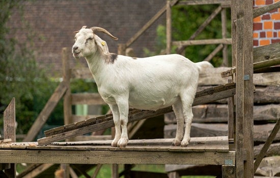 Rabid Clover Trail Goat Sends Four Scrambling For Shots