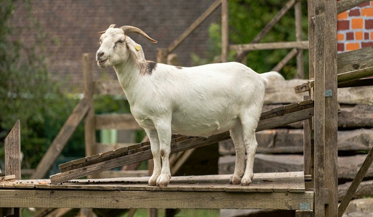 Rabid Clover Trail Goat Sends Four Scrambling For Shots