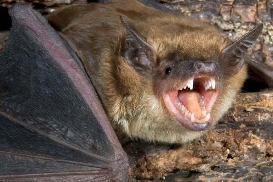 Rabid Driveway Bat Sparks Rabies Scare On Severn Cul-de-Sac