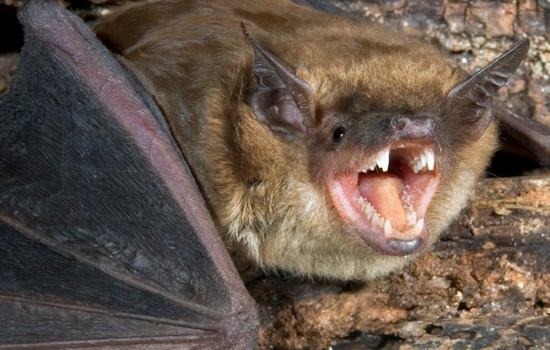 Rabid Driveway Bat Sparks Rabies Scare On Severn Cul-de-Sac