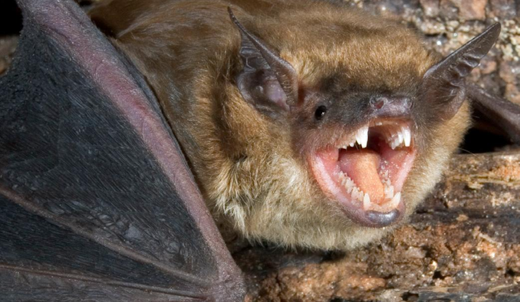 Rabid Driveway Bat Sparks Rabies Scare On Severn Cul-de-Sac
